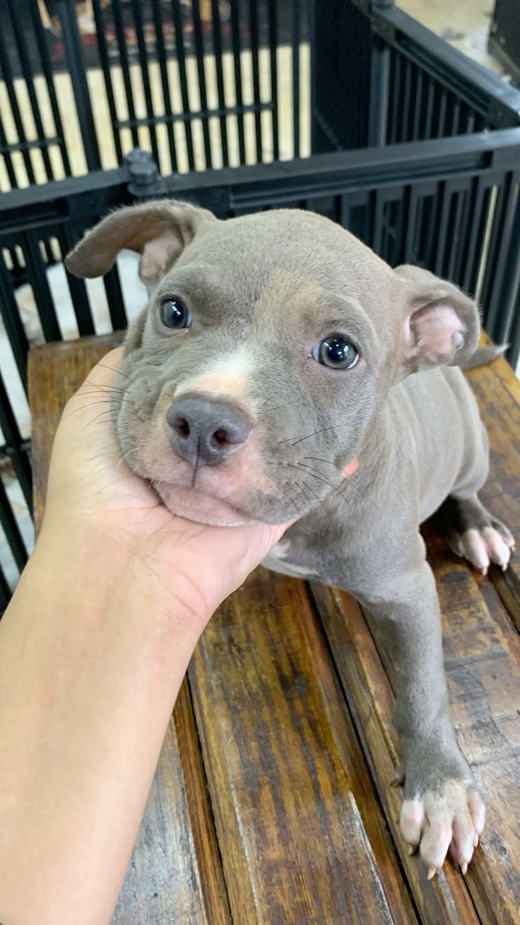 American Bully
