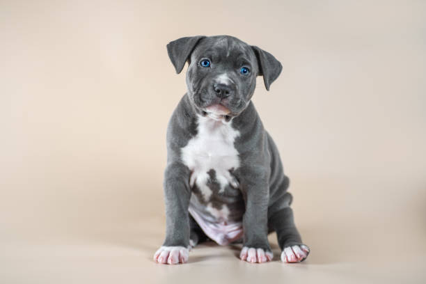 istockphoto-1486046395